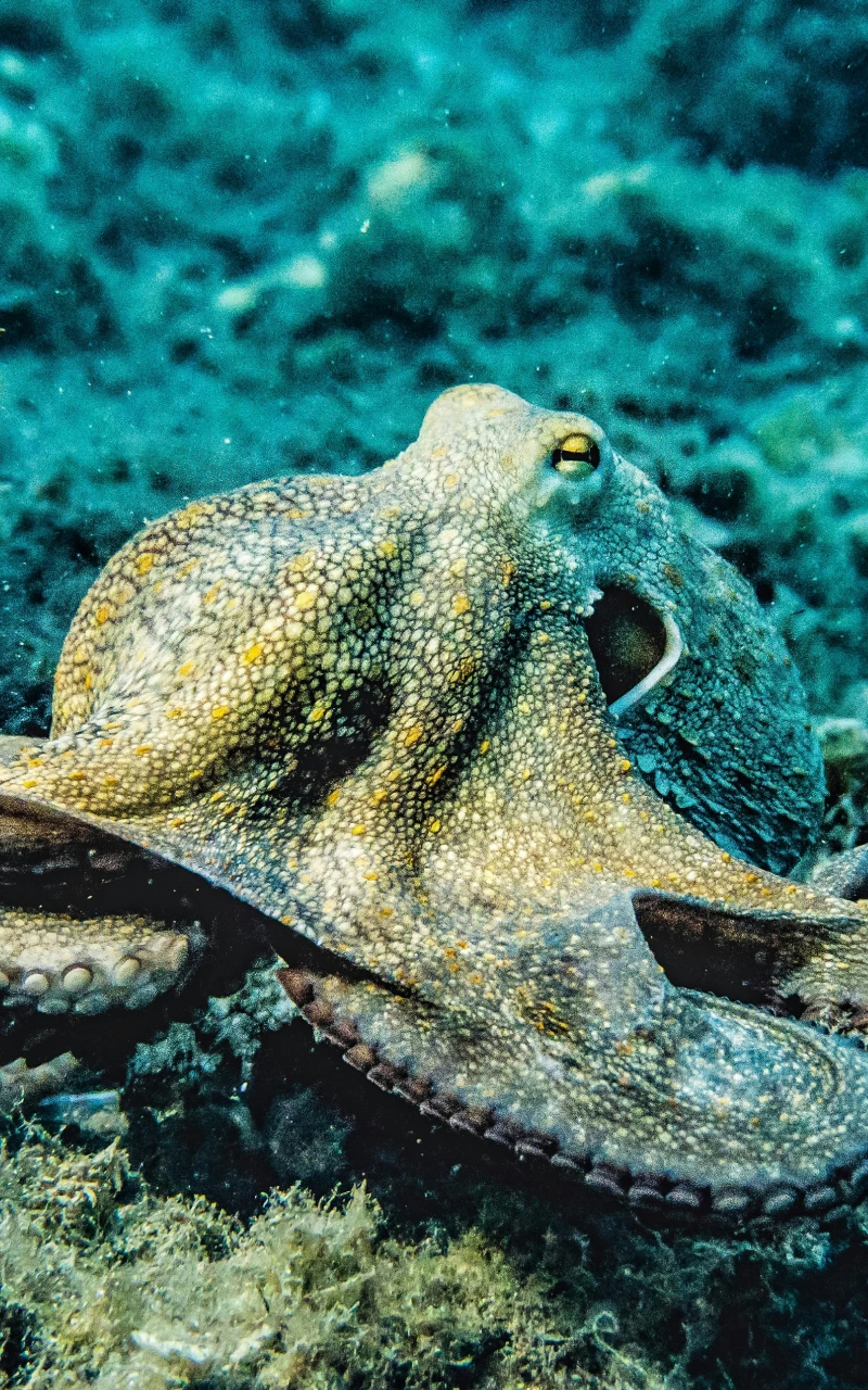 AI가 유료 미디어를 어떻게 변화시키고 있는가